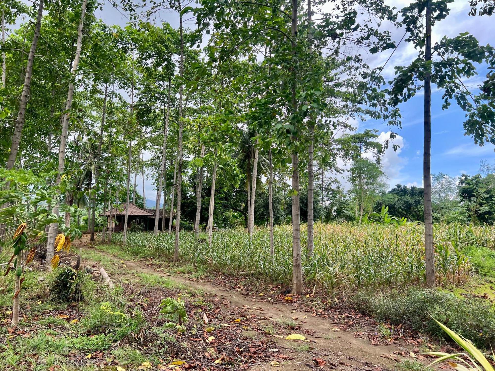 Pohon Purba Resort & Restaurant Labuhan Pandan Екстериор снимка